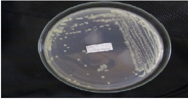 Identifikasi Bakteri Staphylococcus aureus dan Jamur 